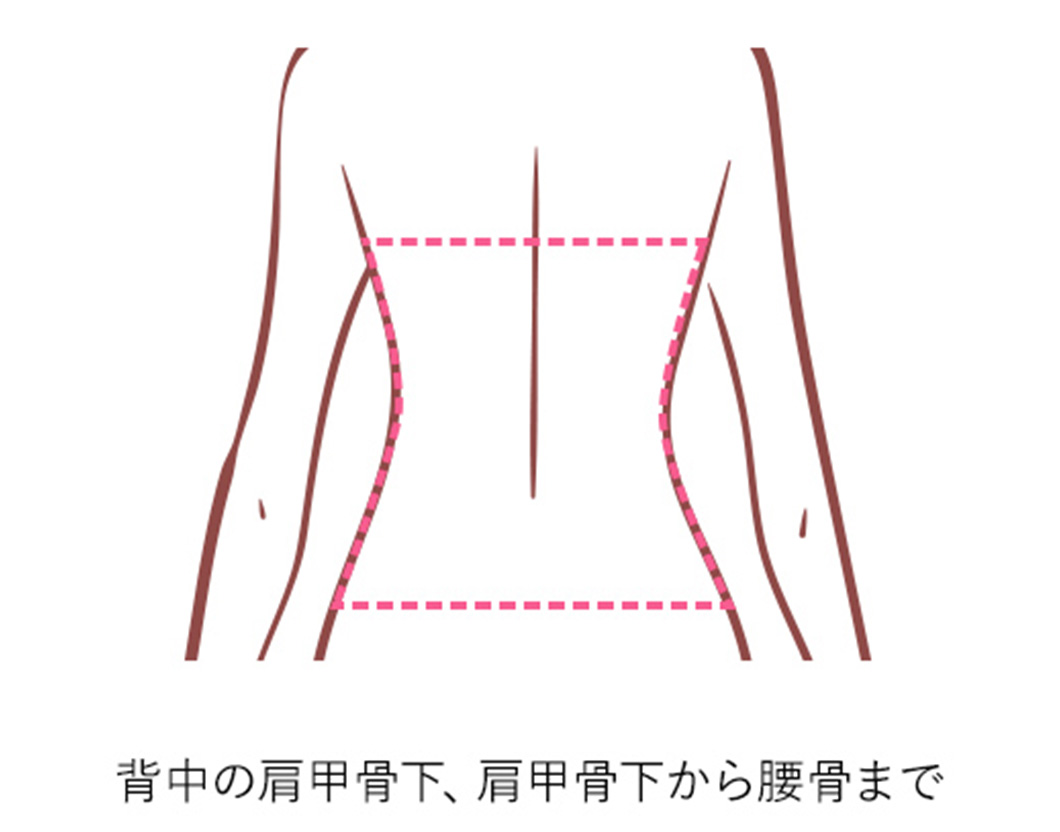 背中(下2/3)